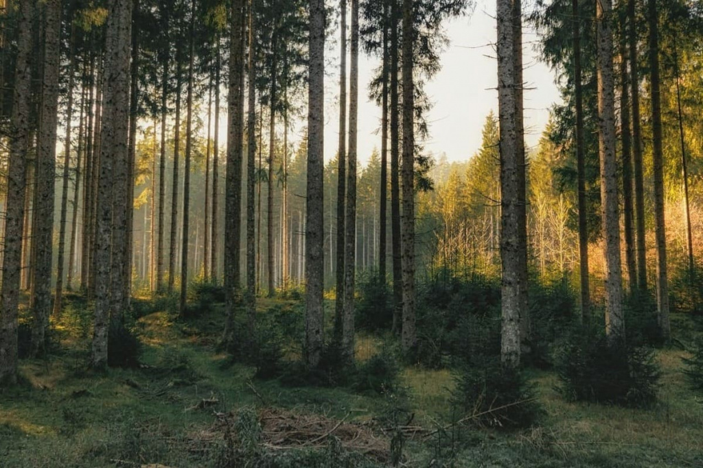 Лес.jpg